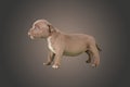 Brown american bully baby dog Ã¢â¬â¹